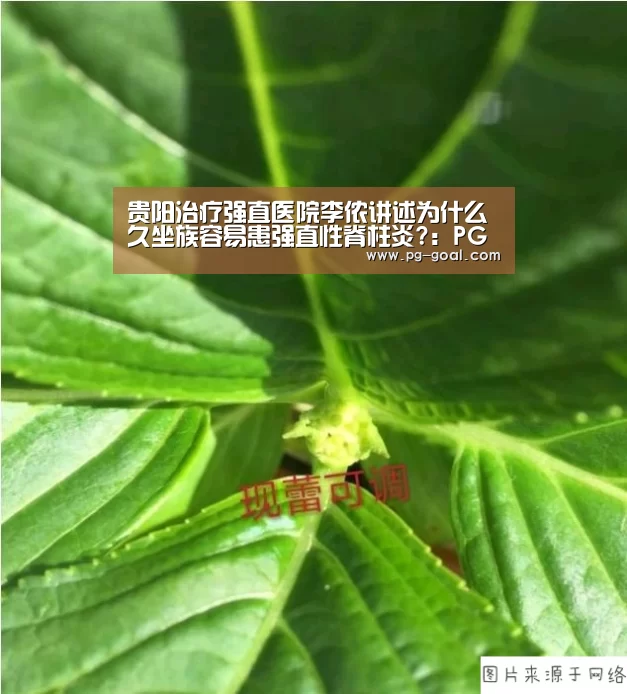 贵阳治疗强直医院李侬讲述为什么久坐族容易患强直性脊柱炎?:PG篮球(图1) PG足球